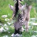 zebra grazing